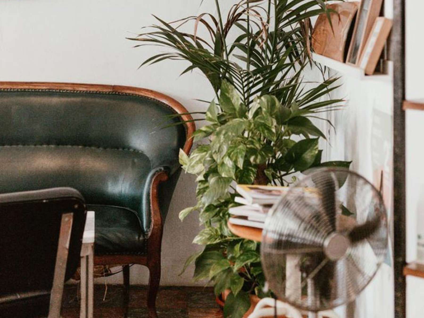 A living room with a chair and plant