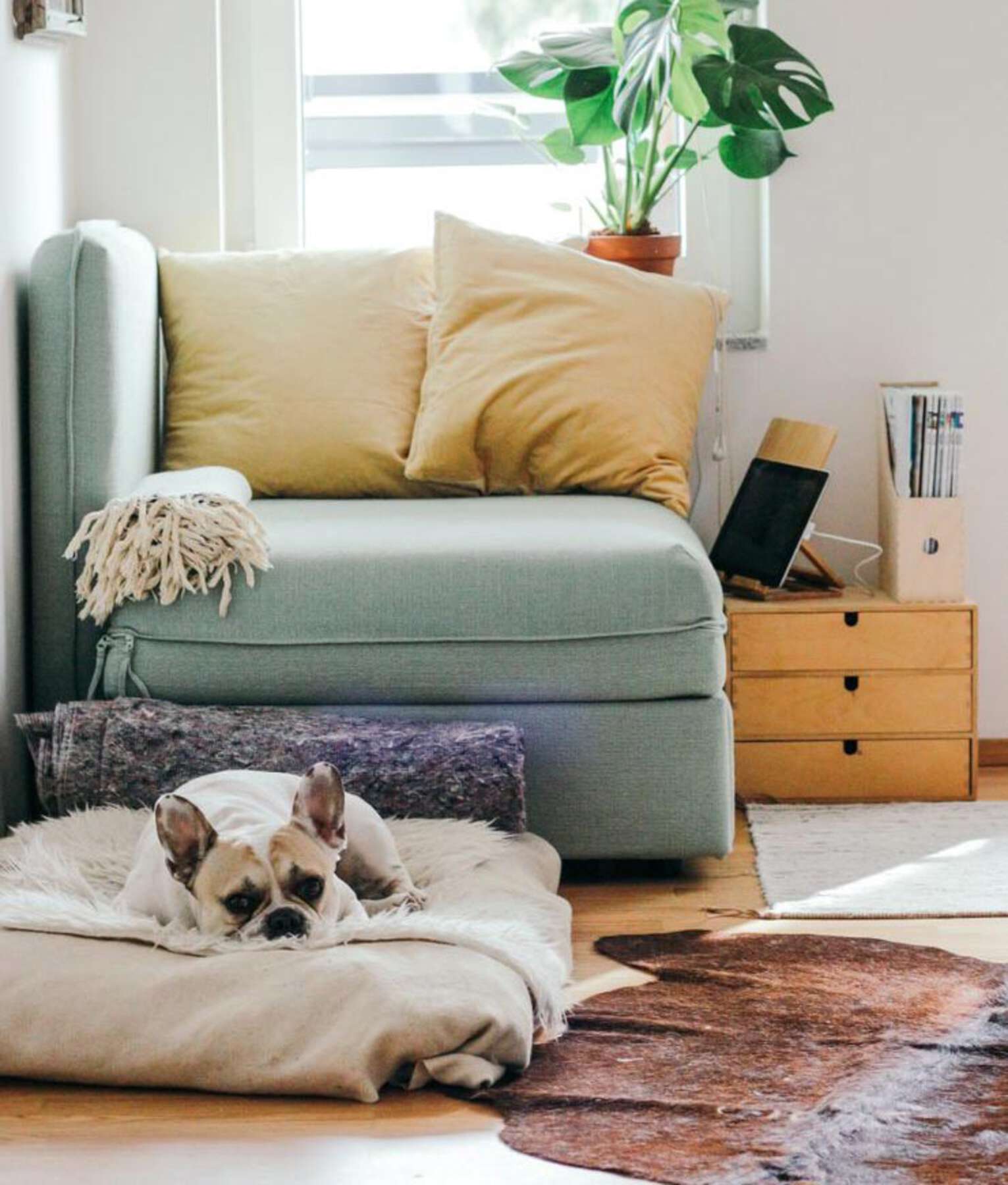 A dog laying on top of a bed in front of a couch.